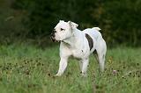 BOULEDOGUE AMERICAIN 359